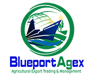 Blueportagex